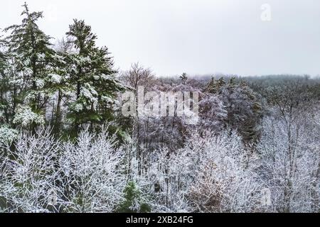 Verschneite Walddecke mit grünem und rotem Laub an einem nebeligen Wintertag Stockfoto