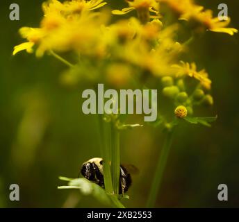 Vorderansicht der Hummel auf gelben Blüten Stockfoto