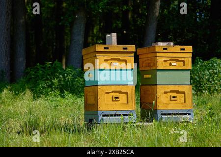 Hell bemalte Holzbienenstöcke, die in Reihe auf einer grasbewachsenen Wiese in der Nähe des Waldes am sonnigen Nachmittag angeordnet sind. Private Bienenzucht und Honigproduktion Stockfoto