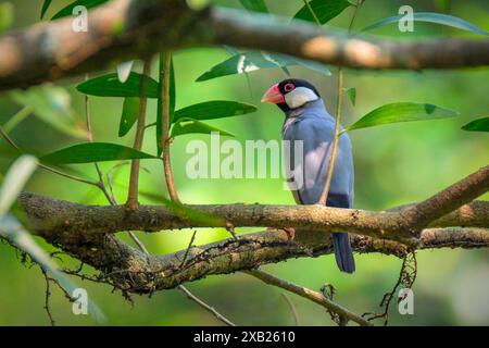 Java-Sparrow-Vogel, der auf dem Zweig sitzt Stockfoto