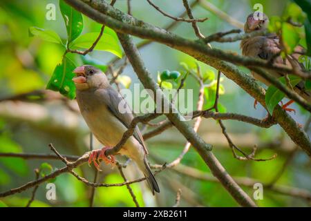 Java-Sparrow-Vogel, der auf dem Zweig sitzt Stockfoto