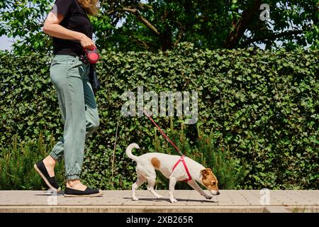 Hundeschlittenfahrer und Jack Russell-Hund genießen einen sonnigen Tag auf dem Bürgersteig. Die Frau führt ihren Hund an der Leine an der Straße. Die Frau mit ihrem Haustier hat Spaß am Morgen walki Stockfoto