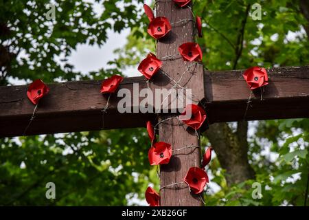 Lviv, Ukraine. Mai 2024. Allgemeine Ansicht des mit Stacheldraht und Mohn geschmückten Gedenkkreuzes auf dem Gelände des ehemaligen Militärlagers Stalag 328 für Kriegsgefangene während des Zweiten Weltkriegs. Stalag 328 ist ein vom deutschen Militärkommando geschaffenes Lager für sowjetische Kriegsgefangene (später ergänzt durch Kriegsgefangene und Gefangene aus anderen Ländern), die von 1941 bis 1944 in Lemberg existierten. Der Ort des Todes von etwa 140.000 Kriegsgefangenen. Jetzt gibt es nur noch ein Gedenkkreuz an der Stelle des Lagers. Quelle: SOPA Images Limited/Alamy Live News Stockfoto