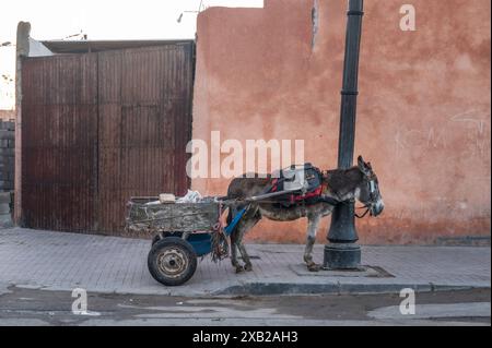 Geschirmtes Maultier, Esel. Ein traditioneller, von Maultieren gezogener Wagen, der in Marokko, Marrakesch, Stockfoto