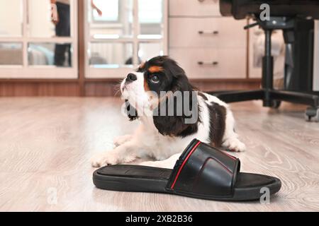 Der kleine Kavalier King Charles Spaniel Welpe wird von seinem Besitzer trainiert, sich zu Hause gut zu verhalten. Der Welpe kaut derzeit im Rahmen von obe an Schuhen Stockfoto