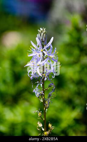Violette rosa wilde Hyazinthe mit geringer Schärfentiefe Stockfoto