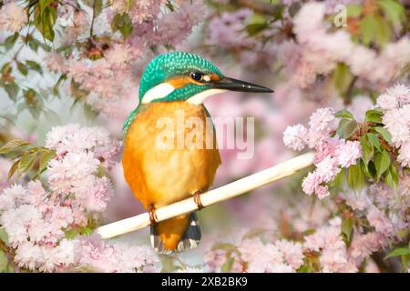 Wunderschöner Vogel in einer blühenden Baumkrone Stockfoto