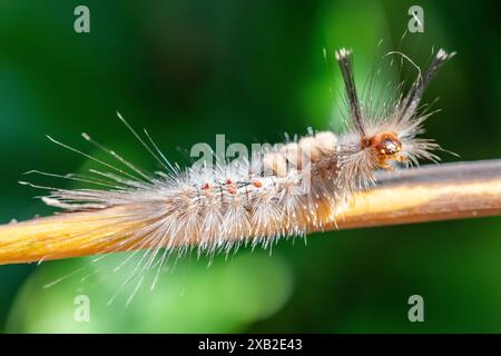 Zhejiang Tussock Mottenraupe (Dasychira chekiangensis) Stockfoto