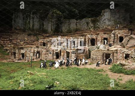 Viele afrikanische Pinguine, grüner Hintergrund, Zoogehege. Pinguinkolonie, Natur Hintergrund, Wildtierzoo. Stockfoto