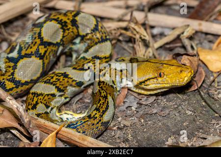 Retikuliertes Python (Malayopython reticulatus) mit gelbem Muster Stockfoto