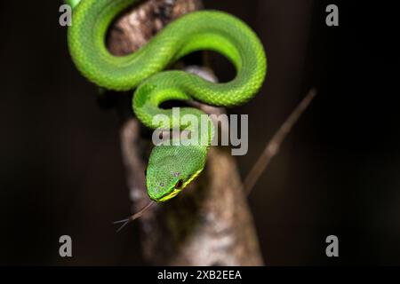 Weißlippige Inselgrubenviper (Trimeresurus insularis): Nächtliche Jugendliche Stockfoto