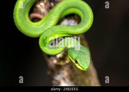 Weißlippige Inselgrubenviper (Trimeresurus insularis): Nächtliche Jugendliche Stockfoto