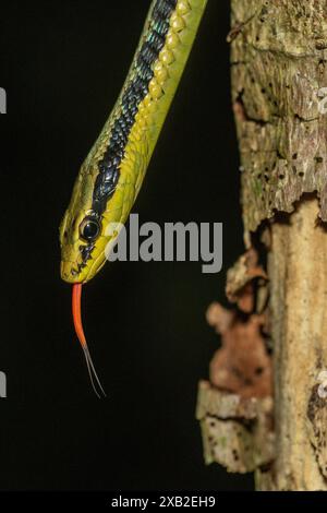 Gemalter Bronzeback (Dendrelaphis pictus): Nächtliches Porträt mit Zungenschlag Stockfoto