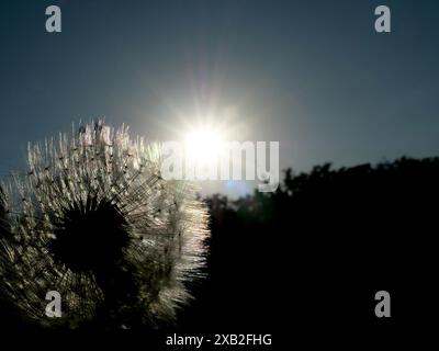 Löwenzahn im Hinterlicht mit Samenfallschirmen, die bereit sind, sich zu verteilen. Die Sonne zeigt die Schönheit der Natur und den Fortpflanzungszyklus der Pflanzen. Stockfoto