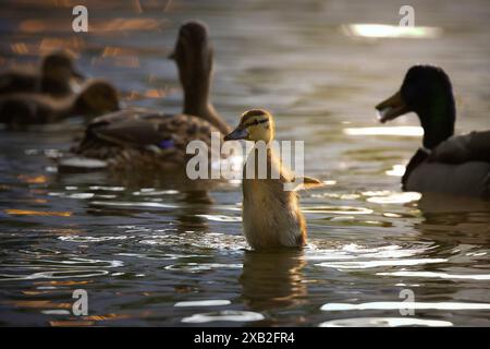 Niedliches Entlein flatternde Flügel im wunderschönen Licht des Sonnenuntergangs (Anas platyrhynchos) Stockfoto