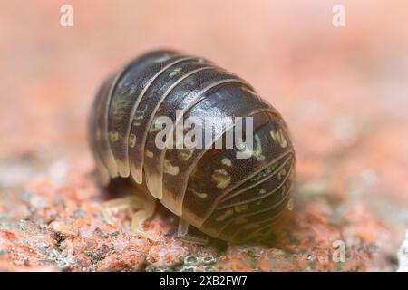 Extremes Makrobild einer häufigen Pille (Armadillidium vulgare) Stockfoto