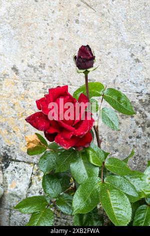 Regen tropft auf große rote Rose Stockfoto