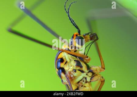 Extremes Makrobild des Tigers mit Fokus auf das Auge (Nephrotoma flavescens) Stockfoto