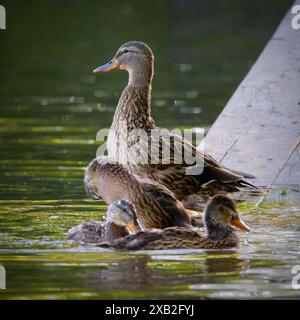 Stockenten-Familie am Ententeich im Stadtpark (Anas platyrhynchos), Hühner mit Enten auf einer Holzterrasse Stockfoto