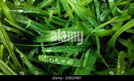 Detail von grünem Gartengras nass und mit Tau-Tropfen am Morgen Stockfoto