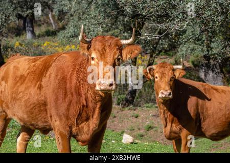 Ausgewachsene Kühe, die in den Eichenwäldern von Jabugo in der Provinz Huelva weiden Stockfoto