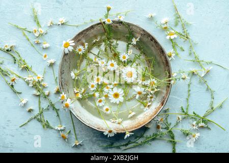Frische Kamillenblüten für einen medizinischen Tee gesammelt, oben flach in einer Schüssel auf blauem Hintergrund. Hausmittel Stockfoto