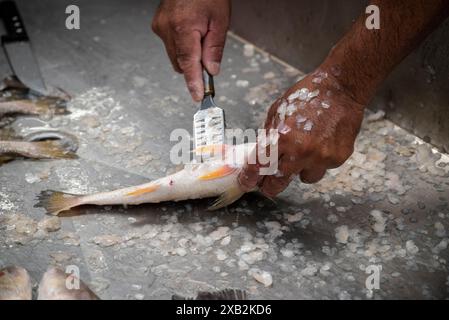 Man entkalkt Fisch auf dem Fischmarkt in La Libertad, einer Stadt in El Salvador Stockfoto