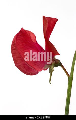 Nahaufnahme der Süßerbsenblume Lathyrus Odoratus 'Red Ensign' isoliert auf weißem Hintergrund Stockfoto