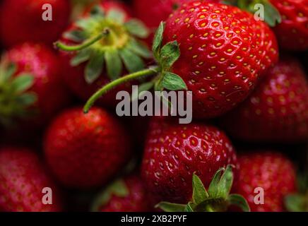 Die Nahaufnahme zeigt eine Auswahl frischer, reifer Erdbeeren mit leuchtenden Rottönen, die in natürlichem Licht aufgenommen werden, um ihre organische Qualität zu unterstreichen Stockfoto
