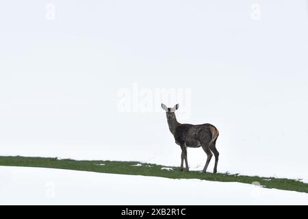 Ein einzelner Hirsch steht auf einer schneebedeckten Landschaft mit kontrastierenden grünen Grasflecken unter einem weißen Himmel in Kantabrien, Spanien Stockfoto