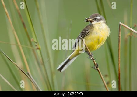 Ein leuchtend gelber singvogel thront anmutig auf einem Schilf und hält ein Insekt im Schnabel inmitten des frischen Frühlings. Stockfoto