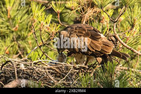 Ein Kurzzehenadler ernährt sein junges Küken, das sich in einem Kiefernnest befindet, und zeigt die elterliche Betreuung in freier Wildbahn Stockfoto