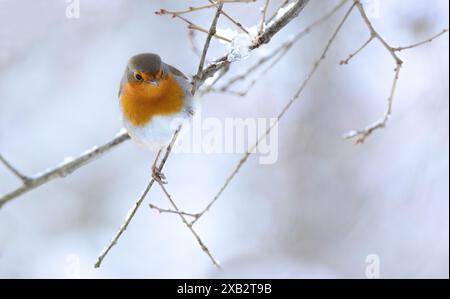Ein lebhafter Europäischer rotkehlchen, Erithacus rubecula, liegt auf einem eisigen Zweig, umgeben von einer weichen schneebedeckten Kulisse, die die warmen Farben vor sich hebt Stockfoto