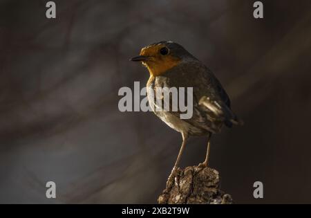 Ein Europäischer rotkehlchen, gekennzeichnet durch sein leuchtendes oranges Gesicht und seine Brust, steht auf einem strukturierten Baumstumpf. Der sanfte Hintergrund beleuchtet den Vogeldez Stockfoto
