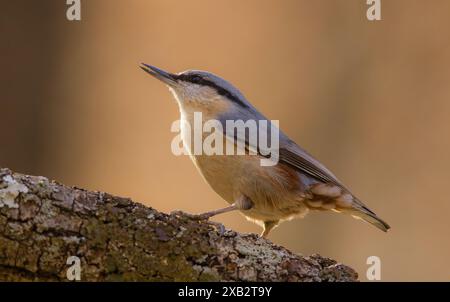 Sitta europaea, ein eurasischer Nuthatch, der auf einer rauen Rinde stehend gefangen wurde und seine unverwechselbare Farbe und Haltung in einem weichen Umgebungslicht zeigt Stockfoto
