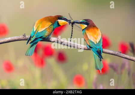 Die pulsierenden europäischen Bienenfresser Merops Apiaster tauschen eine gefangengenommene Libelle aus, die auf einem Zweig vor einem verschwommenen Hintergrund roter Blumen thront Stockfoto