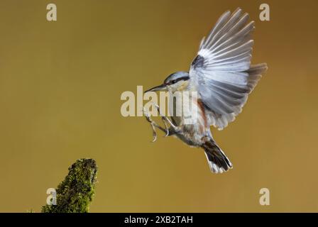 Ein atemberaubendes Bild, das eine eurasische Nackthaar, sitta europaea, während sie sich auf einem moosbedeckten Barsch vor einem warmen goldenen B vorbereitet Stockfoto