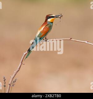 Merops Apiaster, ein lebendiger europäischer Bienenfresser, der auf einem Zweig thront, fängt geschickt eine Heuschrecke vor einem verschwommenen natürlichen Hintergrund Stockfoto