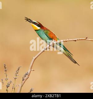 Merops Apiaster, ein lebendiger europäischer Bienenfresser, der zart auf einem Zweig sitzt und eine Biene vor einem weichen, erdigen Hintergrund fängt Stockfoto