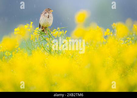 Eine ruhige Szene, aufgenommen in Vitoria, Spanien, mit einem kleinen Vogel, der auf einer lebendigen, gelb blühenden Pflanze bei leichtem Regen thront Stockfoto