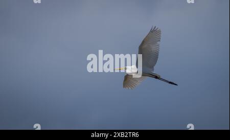 Großer Egret im Flug vor einem klaren blauen Himmel, der seine große Flügelweite und anmutige Bewegung zeigt. Stockfoto