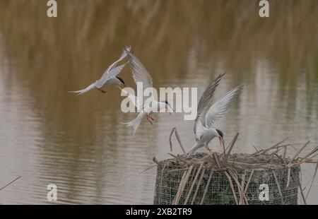 Seeschwalben starten und landen auf einer Nistplattform in ruhigem Wasser. Stockfoto