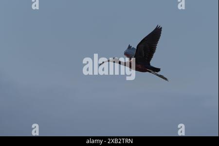 Hochglanz-Ibis im Flug mit ausgestreckten Flügeln vor einem weichen blauen Himmel. Stockfoto