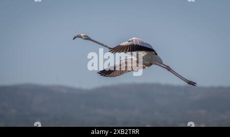 Ein eleganter Flamingo fliegt anmutig mit ausgestreckten Flügeln vor einem sanften Hintergrund aus sanften Hügeln unter klarem Himmel. Stockfoto