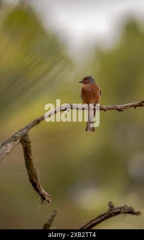 Ein männlicher Common Chaffinch sitzt anmutig auf einem Zweig und zeigt sein lebhaftes Gefieder vor einer sanften Waldkulisse. Stockfoto