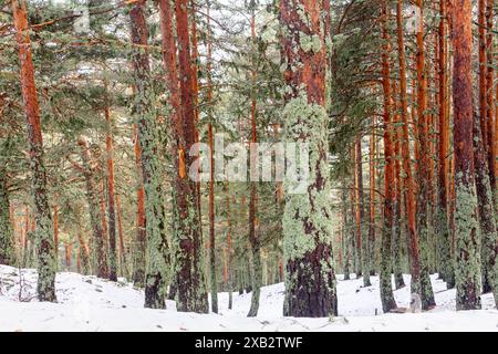 Schnee bedeckt den Waldboden zwischen hoch aufragenden Mammutbäumen, beladen mit grünem Moos, in der ruhigen Sierra de Guadarrama, Spanien Stockfoto