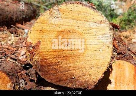 Eine detaillierte Ansicht eines frisch gesägten Baumstamms, die die Jahresringe und die Holzstruktur hervorhebt, aufgenommen in Cuenca. Stockfoto
