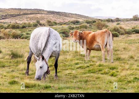 Eine ruhige Szene in der Magina Mountain Range mit einem weißen Pferd und einer braunen Kuh, die friedlich auf einem üppigen grünen Feld weiden. Stockfoto