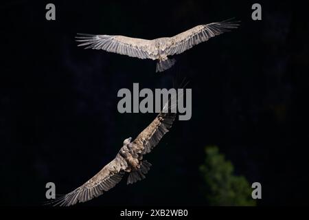 Zwei Gänsegeier gleiten anmutig durch die Luft mit ihren ausladenden Flügeln, die vor einem dunklen, schattigen Hintergrund vollständig ausgebreitet sind. Stockfoto