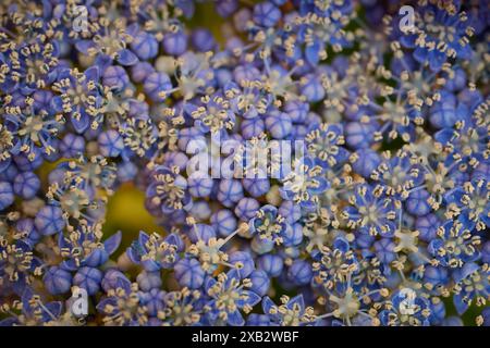 Ein detailreiches Nahbild, das das leuchtende Blau und die subtilen Cremetönen der filigranen Blüten einer Hortensie-Blume erfasst, ideal für Dekor und Design insp Stockfoto